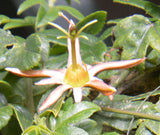 Passiflora herbertiana | 10_Seeds