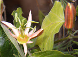 Passiflora herbertiana | 10_Seeds