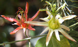 Passiflora herbertiana | 10_Seeds