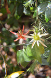Passiflora herbertiana | 10_Seeds