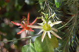 Passiflora herbertiana | 10_Seeds