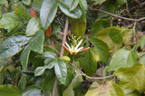 Passiflora herbertiana | 10_Seeds