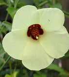 Hibiscus aculeatus | Comfort root | Pineland hibiscus | 10_seeds