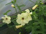 Hibiscus aculeatus | Comfort root | Pineland hibiscus | 10_seeds