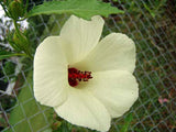 Hibiscus aculeatus | Comfort root | Pineland hibiscus | 10_seeds