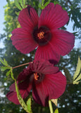 Hibiscus cannabinus Ruby Red | 10_Seeds