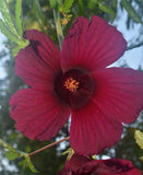 Hibiscus cannabinus Ruby Red | 10_Seeds