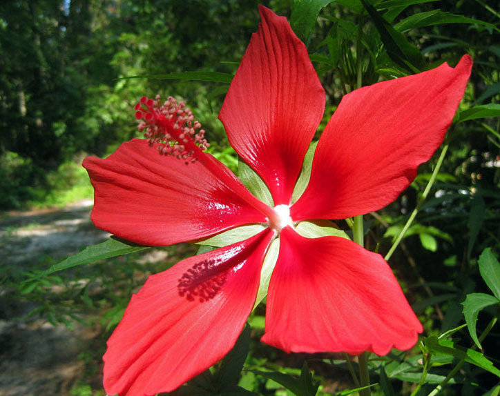 giant hibiscus flower seeds Hibiscus coccineus | Texas Star