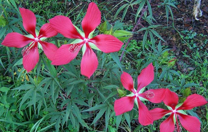 planting texas star hibiscus seeds Hibiscus coccineus | Texas Star