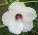 Hibiscus dasycalyx | Neches River Rosemallow | 10_Seeds