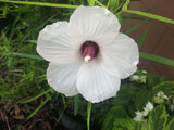 Hibiscus dasycalyx | Neches River Rosemallow | 10_Seeds