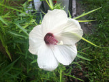 Hibiscus dasycalyx | Neches River Rosemallow | 10_Seeds