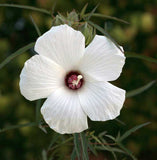 Hibiscus dasycalyx | Neches River Rosemallow | 10_Seeds
