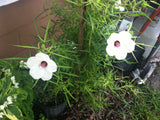 Hibiscus dasycalyx | Neches River Rosemallow | 10_Seeds