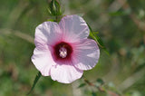 Hibiscus laevis | Halberd Leaf Rose Mallow | 10_Seeds