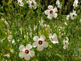 Hibiscus laevis | Halberd Leaf Rose Mallow | 10_Seeds