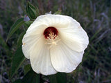 Hibiscus lasiocarpos | Hairy Fruited Rose Mallow | False Cotton | 10_Seeds