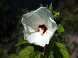 Hibiscus lasiocarpos | Hairy Fruited Rose Mallow | False Cotton | 10_Seeds