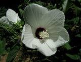 Hibiscus lasiocarpos | Hairy Fruited Rose Mallow | False Cotton | 10_Seeds