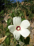 Hibiscus lasiocarpos | Hairy Fruited Rose Mallow | False Cotton | 10_Seeds