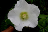 Hibiscus mutabilis Single  | Cotton Conferderate Rose | 50_Seeds