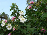 Hibiscus mutabilis Single  | Cotton Conferderate Rose | 50_Seeds