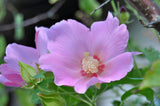 Hibiscus mutabilis Single  | Cotton Conferderate Rose | 50_Seeds