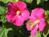 Hibiscus mutabilis Single  | Cotton Conferderate Rose | 50_Seeds