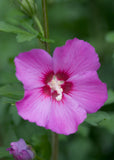 Hibiscus syriacus Violet Satin | Rose of Sharon | 10_seeds