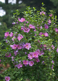 Hibiscus syriacus Violet Satin | Rose of Sharon | 10_seeds