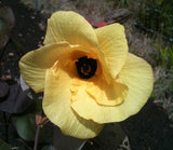 Hibiscus tiliaceus | Hau | Balibago | Vau Tree | Green Cottonwood | 10_Seeds