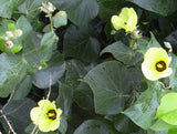 Hibiscus tiliaceus | Hau | Balibago | Vau Tree | Green Cottonwood | 10_Seeds