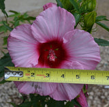 Hibiscus moscheutos Lady Baltimore | 10_Seeds