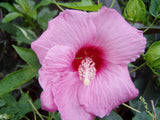 Hibiscus moscheutos Lady Baltimore | 10_Seeds