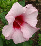 Hibiscus moscheutos Lady Baltimore | 10_Seeds