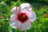 Hibiscus moscheutos Lady Baltimore | 10_Seeds