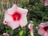 Hibiscus moscheutos Lady Baltimore | 10_Seeds