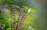 Ocimum tenuiflorum | Sanctum | Holy Basil | Tulasi | Thulasi | Tulsi | 200_Seeds