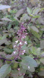 Ocimum tenuiflorum | Sanctum | Holy Basil | Tulasi | Thulasi | Tulsi | 200_Seeds