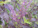 Ocimum tenuiflorum | Sanctum | Holy Basil | Tulasi | Thulasi | Tulsi | 200_Seeds