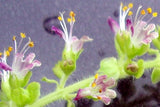Ocimum tenuiflorum | Sanctum | Holy Basil | Tulasi | Thulasi | Tulsi | 200_Seeds