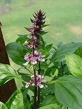 Ocimum tenuiflorum | Sanctum | Holy Basil | Tulasi | Thulasi | Tulsi | 200_Seeds