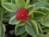 Dorotheanthus bellidiformis | Ice Plant | 100_Seeds