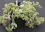 Dorotheanthus bellidiformis | Ice Plant | 100_Seeds