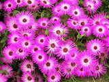 Dorotheanthus bellidiformis | Ice Plant | 100_Seeds