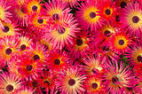 Dorotheanthus bellidiformis | Ice Plant | 100_Seeds