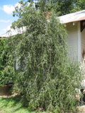 Ilex vomitoria | Weeping Yaupon Holly pendula | 20_Seeds