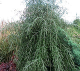 Ilex vomitoria | Weeping Yaupon Holly pendula | 20_Seeds