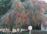 Ilex vomitoria | Weeping Yaupon Holly pendula | 20_Seeds