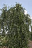 Ilex vomitoria | Weeping Yaupon Holly pendula | 20_Seeds